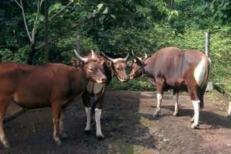 Sapi Jaliteng hasil peranakan sapi Bali dan banteng Jawa di Taman Safari Indonesia 2 (TSI 2), Prigen, Pasuruan, Jawa Timur.