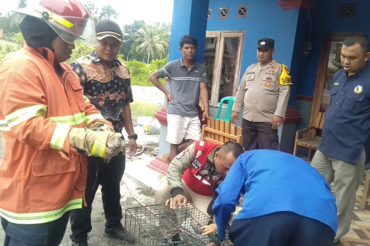 Tim Damkar dan BKSDA mengevakuasi anak buaya muara yang ditangkap warga Dusun Sumur Bandung, Desa Brebeg, Kecamatan Jeruklegi, Kabupaten Cilacap, Jawa Tengah, Selasa (13/6/2023).