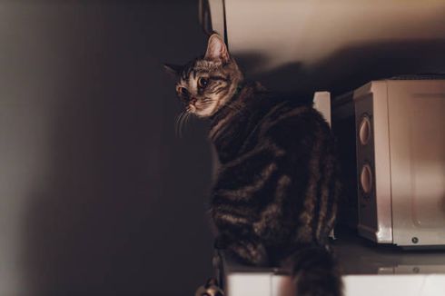 10 Alasan Kucing Peliharaan Mengeluarkan Suara Aneh di Malam Hari