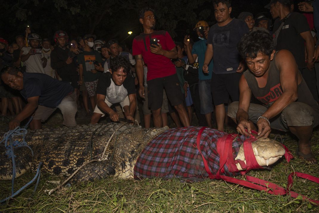 Warga berusaha melepas ikatan buaya liar usai melepas ban bekas yang melingkar di lehernya di Palu, Sulawesi Tengah, Senin (7/2/2022). 