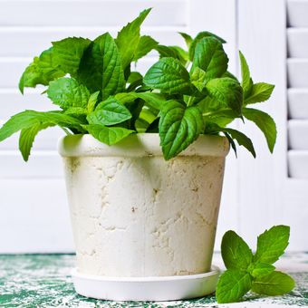 ilustrasi tanaman mint di dalam pot
