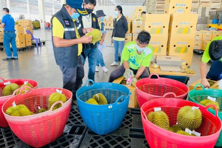 100 Kontainer Durian Thailand Ditolak Masuk China karena Diwarnai