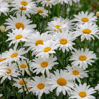 Ilustrasi bunga daisy jenis Shasta daisy.