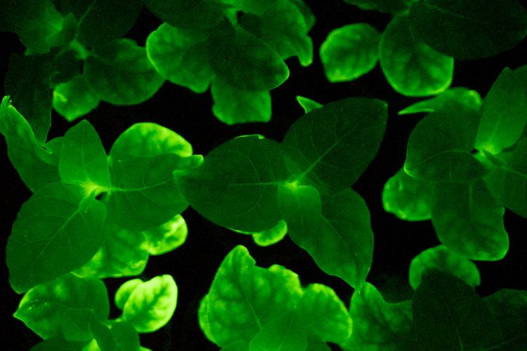 Ilmuwan membuat tanaman bercahaya ini dari gen jamur bioluminescence.