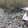 Mangrove Teluk Ambon Mendadak Mengering dan Mati, Diduga Terpapar Limbah PLN