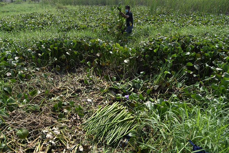 Pekerja mengambil tanaman eceng gondok yang tumbuh liar di sebuah waduk di Pasuruan, Jawa Timur. Di tangan-tangan kreatif para perajin UMKM Wins Rajut, eceng gondok yang kerap dianggap sebagai gulma yang dapat merusak lingkungan perairan ''disulap'' menjadi produk yang bermanfaat dan bernilai ekonomi tinggi.