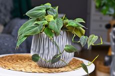 Philodendron, Tanaman Hias yang Cocok untuk Pemula