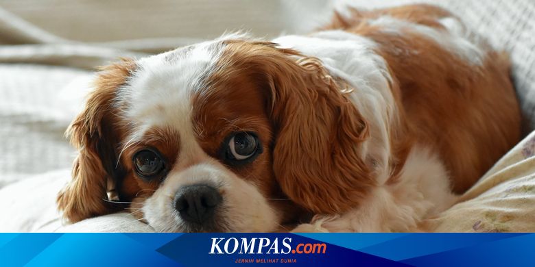 Bagaimana Pandemi Mengubah Perilaku Anjing Selama 3 Tahun