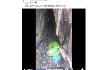 Tangkapan layar video yang menampilkan seekor ular berwarna hijau tengah melingkar di samping rumah warga.
