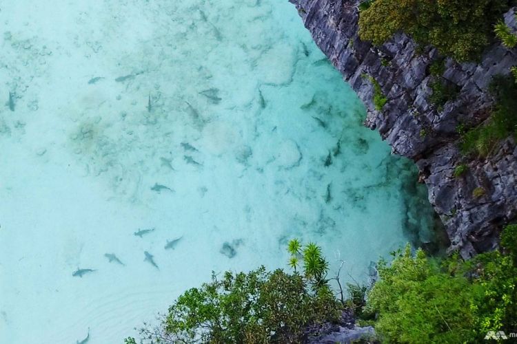 Tiburones de punta negra han comenzado a aparecer en un rincón de Maya Bay en Tailandia.  Esta actuación es rara cuando Maya Bay está llena de miles de turistas que visitan la isla Phi Phi todos los días.