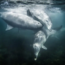 Lumba-lumba Penuh Luka Ditemukan Mati Terdampar di Pantai Jepara