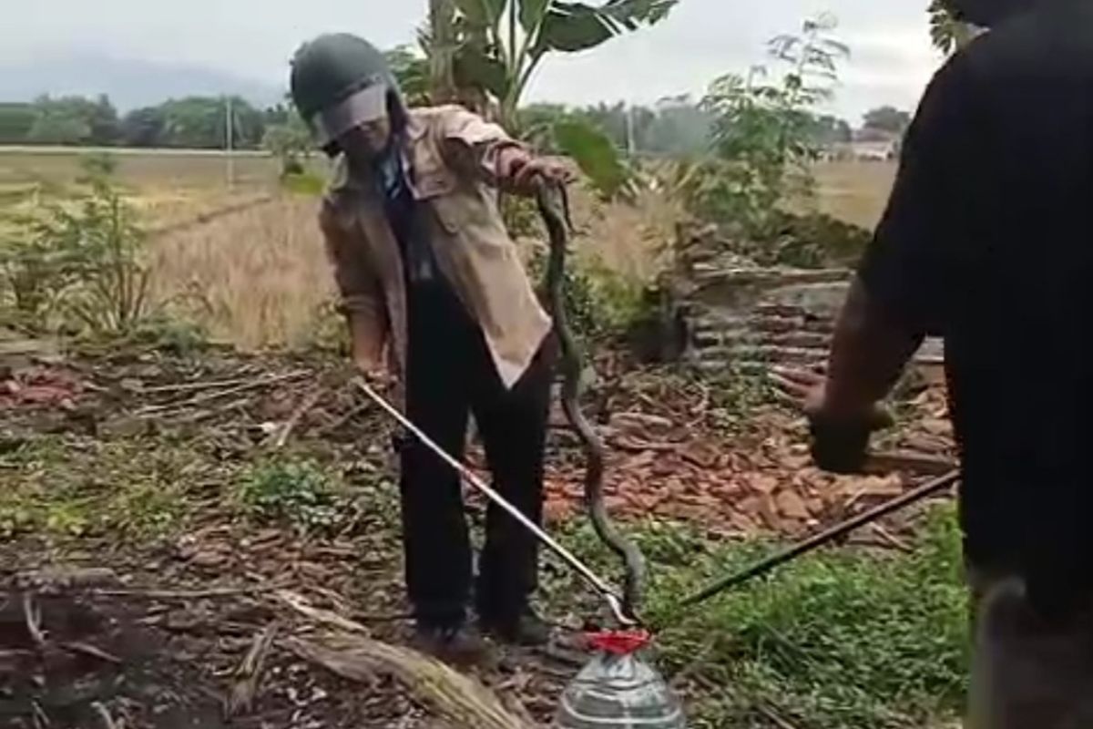 Tim Exalos Indonesia Regional Madiun memasukkan indukan ular kobra yang berhasil ditangkap di rumah Femi Kustianingsih, warga Desa Buduran, Kecamatan Wonoasri, Kabupaten Madiun, Jawa Timur, Kamis (13/11/2025).