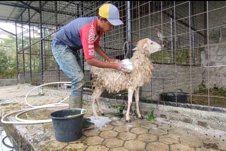 Seorang petugas sedang mencuci kambing, yang merupakan jasa cuci hewan kurban, di kawasan Saraeland, Palutungan, Kecamatan Cigugur Kabupaten Kuningan, Rabu (13/6/2023)