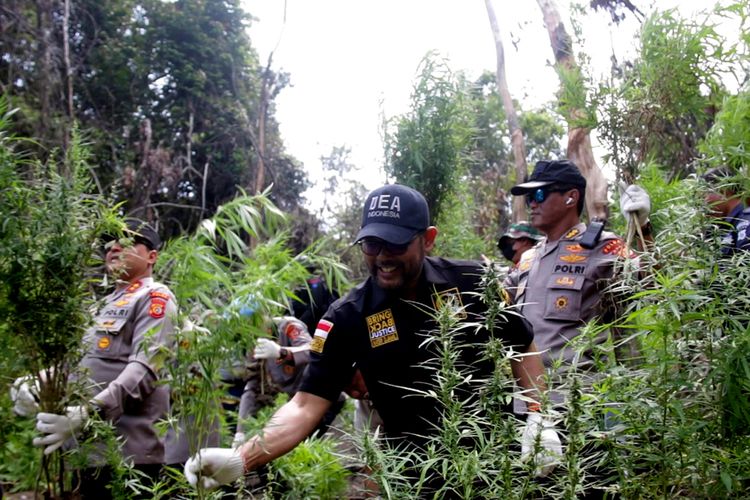 Polda Aceh musnahkan ladang ganja yang ditemukan dikawasan pegunungan Desa Lamkabeu, Kecamatan Seulimum, Kabupaten Aceh Besar. Rabu (08/03/2023). *** Local Caption *** Aceh Besar