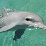 Alarm dari Laut: Lumba-Lumba Kena Alzheimer Gegara Limbah Manusia, Ini Bukti Ilmiahnya