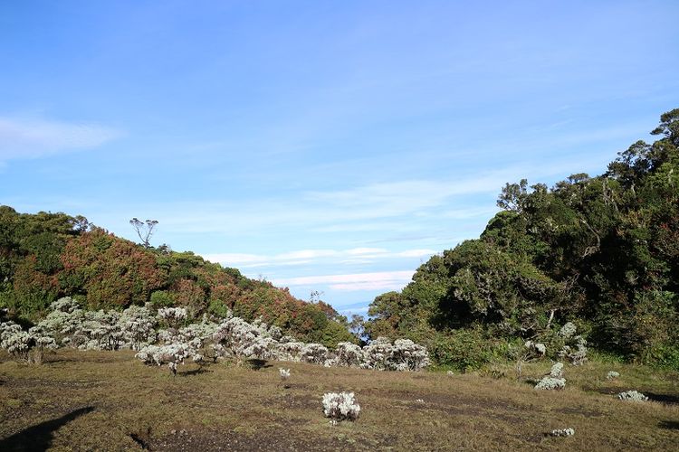 Panorama Lembah Mandawalangi di Gunung Pangrango, Jawa Barat.