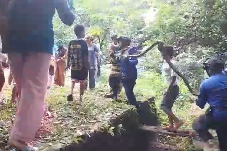 Sejumlah petugas damkar dan warga desa Cihideung Girang Kecamatan Cidahu Kabupaten Kuningan bersama-sama membawa ular usai evakuasi di Kebun Bambu, Selasa (27/2/2024) petang