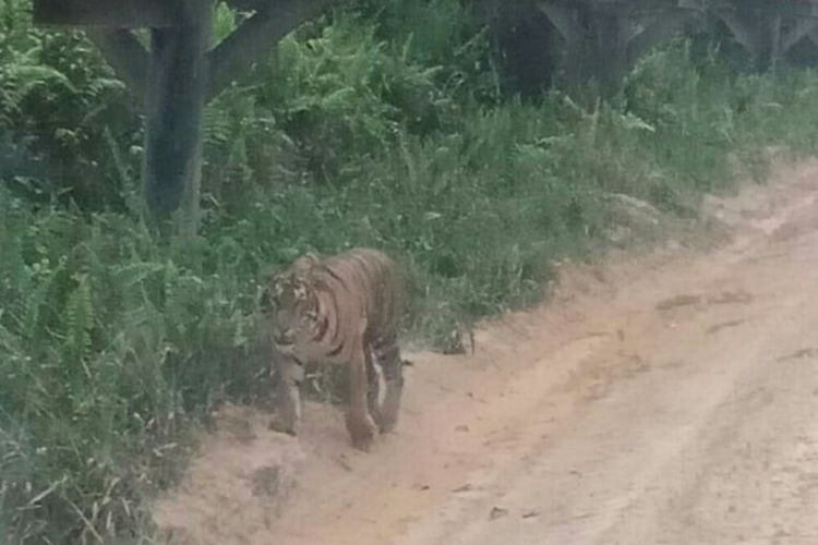 Seekor harimau sumatera yang muncul di pinggir jalan di areal perusahaan di Kecamatan Dayun, Kabupaten Siak, Riau, Jumat (1/11/2019).