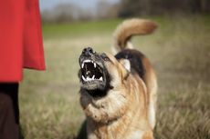 Beredar Surat Larangan Pelihara Anjing di Bekasi, Ini Penjelasan Lurahnya