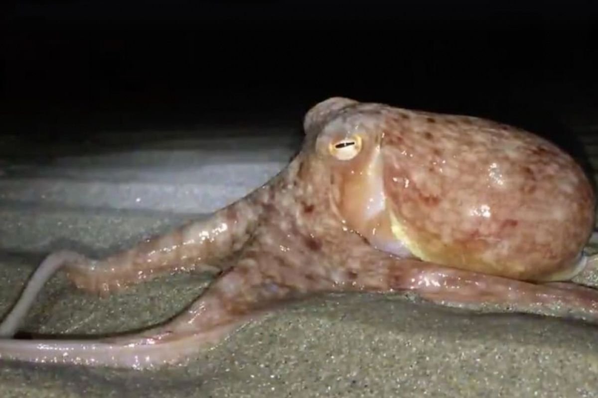 Lebih dari 20 gurita dasar laut ada di pantai laut Inggris.