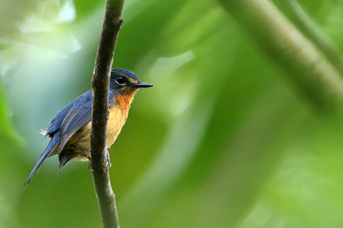 10 Spesies Burung Penyanyi Baru Ditemukan di Pulau Terpencil Indonesia