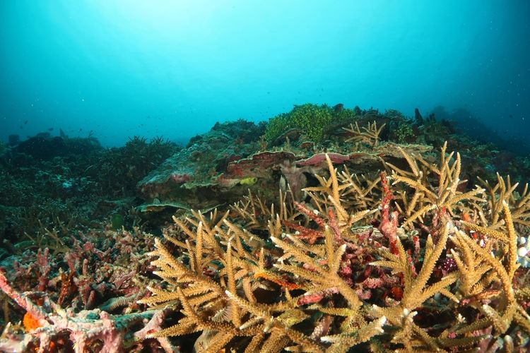 Alam bawah laut Pantai Syota di Maluku Barat Daya, Maluku.