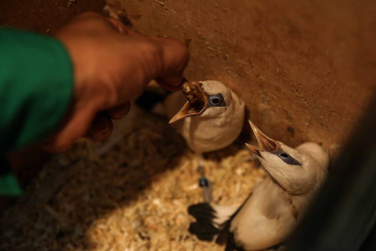 Pengasuh hewan saat memberikan makan Jalak Bali di Kebun Binatang Ragunan, Jakarta Timur, Rabu (20/3/2019). Makanan yang diberikan adalah jangkrik atau ulat hongkong.