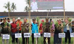 Kulon Progo Kembangkan Pertanian Bawang Merah di Lahan Pasir Pantai Selatan, Kepala DPP: Perputaran Uang Miliaran Rupiah