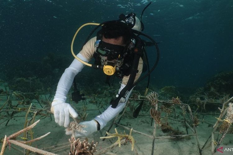 Petugas Balai Besar Taman Nasional Teluk Cendrawasih (TNTC) melakukan transplantasi terumbu karang di perairan Pulau Apimasum, Kabupaten Teluk Wondama, Papua Barat, Rabu (31/8/2024).  