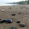 Bukan Ceceran Baru, Batu Bara yang Kotori Pantai Cipatuguran Sukabumi Diduga dari Tumpahan Tongkang Beberapa Tahun Lalu