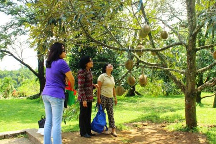 Durian montong yang terdapat di Kebun Durian Warso