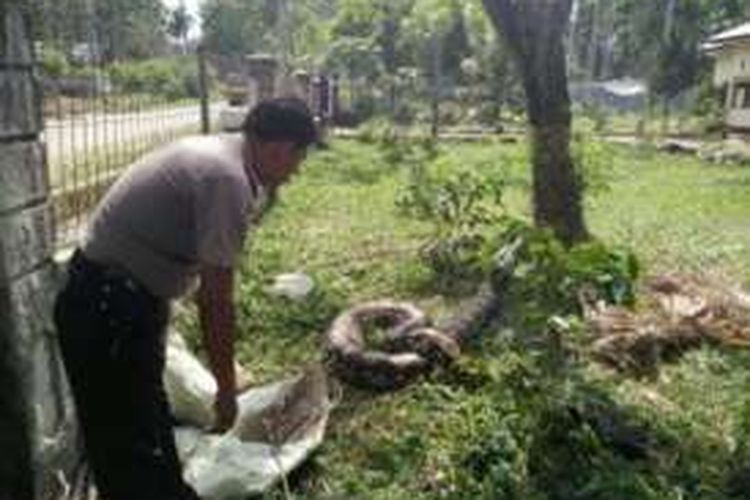Polisi memperlihatkan ular piton seberat 200 kilogram di halaman kantor polisi Nisam Antara, Aceh Utara, Kamis (22/9/2016)