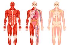 Apa yang Dimaksud dengan Anatomi? Berikut Pengertian dan Jenis-jenisnya