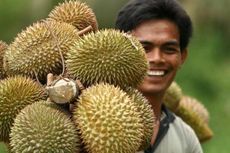 Suhu Lebih Hangat, Petani Durian Australia Untung Besar