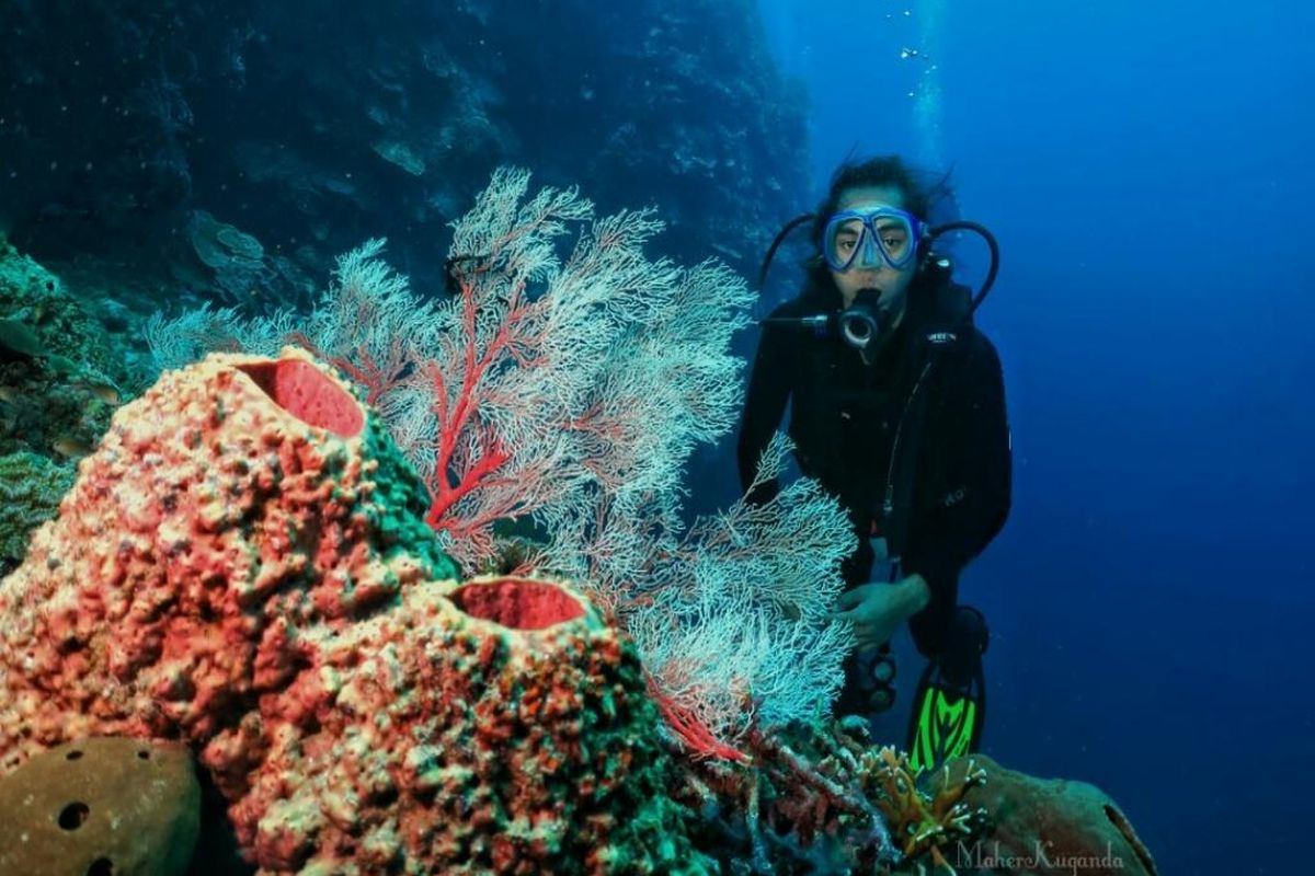 Taman Laut Olele di Gorontalo: Daya Tarik, Biaya, dan Rute