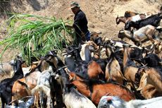 Pemkot Depok Catat 10.526 Hewan Kurban Disembelih di Wilayahnya Saat Idul Adha Tahun Ini