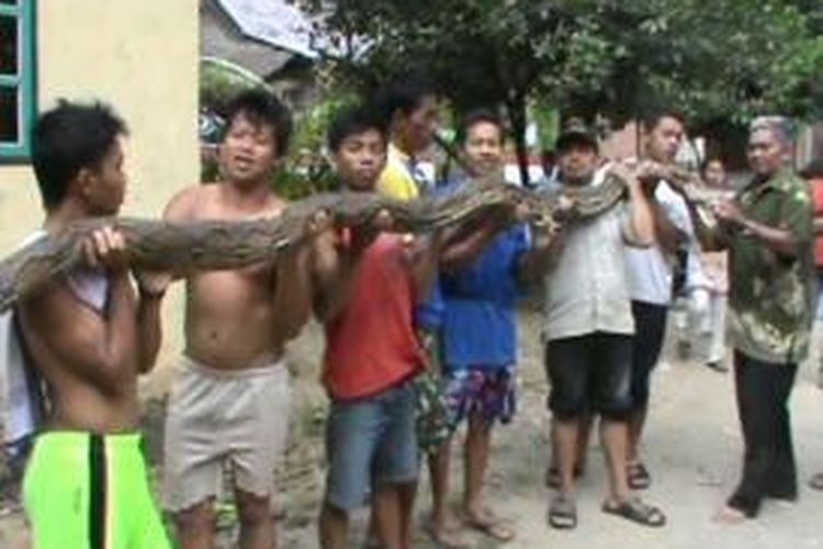 Warga Desa Kanang, Kecamatan Binuang, Polewali Mandar, Sulawesi Barat, menangkap ular sepanjang 6,5 meter yang berkeliaran di desa mereka.