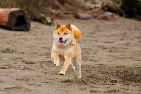 Fakta-fakta Anjing Shiba Inu, Anjing Asal Jepang yang Menggemaskan