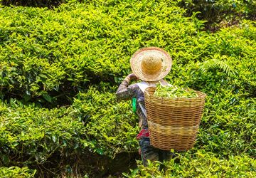 Upaya Angkat Harkat Petani dan Tanaman Teh lewat Kenduri Teh Indonesia