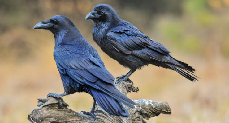 Burung Gagak Memiliki Kecerdasan Geometri, Ini Buktinya