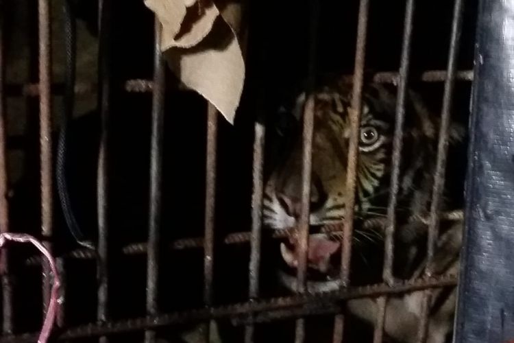 Harimau sumatera Atan Bintang yang terjebak di kolong ruko pasar Desa Pulau Burung, Kecamatan Pulau Burung, Inhil, Riau, berhasil dievakuasi.