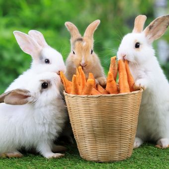 Ilustrasi kelinci memakan wortel.