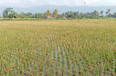 Startup Filipina Ajak Petani Pakai AI, Bukan Intuisi, agar Tak Rugi 
