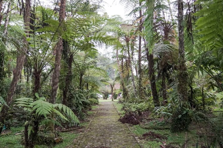 Koleksi paku-pakuan di Kebun Raya Cibodas, Jawa Barat