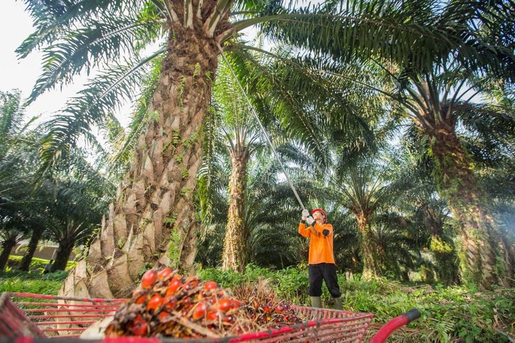Laba PTPN IV PalmCo Naik 54 Persen Jadi Rp 3,23 T pada Semester I 2026