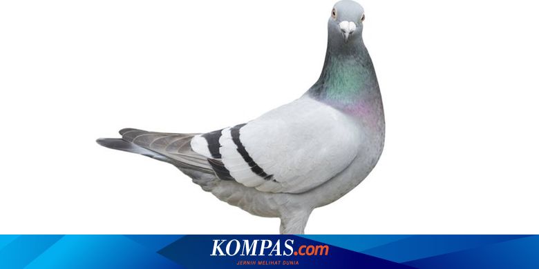 Seekor Merpati di Belgia Laku Terjual Rp 26 Miliar, Apa Istimewanya?