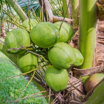 Ilustrasi tanaman kelapa 