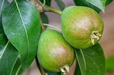 Cara Menanam Buah Pir di Kebun agar Berbuah Banyak