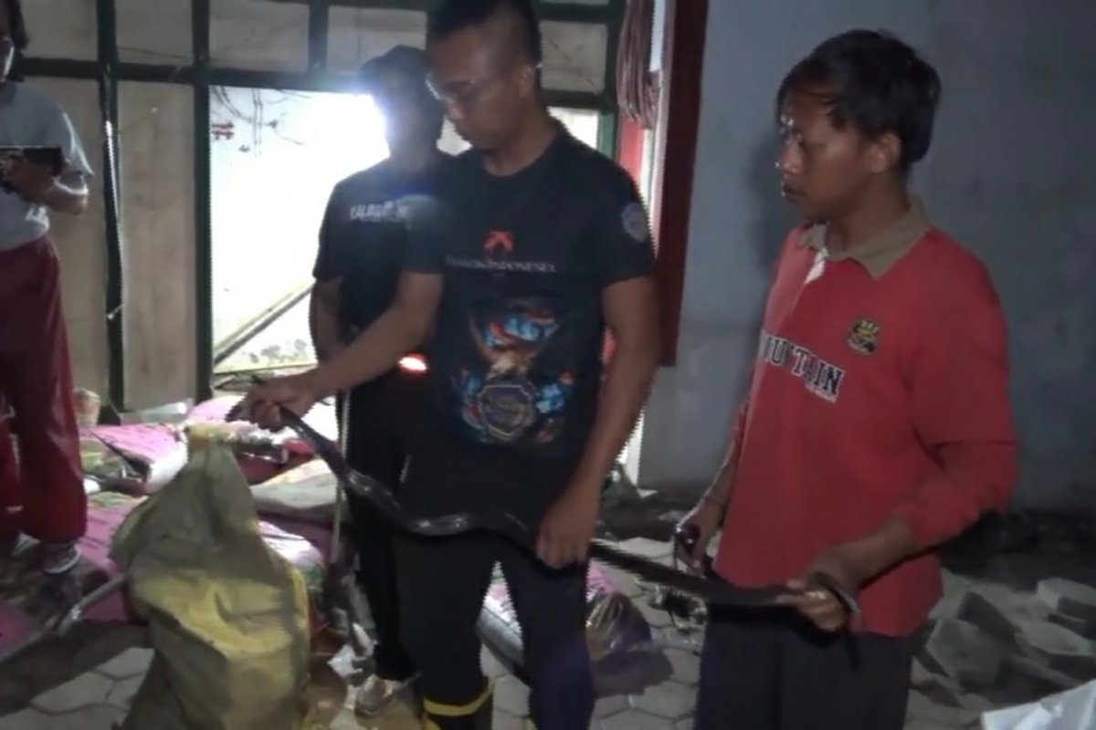 Rumahnya Jadi Sarang Kobra, Petani di Madiun Temukan hingga 11 Ular Berkeliaran Setiap Tahun