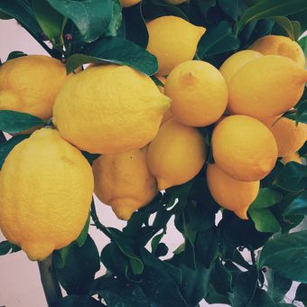 Ilustrasi tanaman lemon, pohon lemon, buah lemon. 